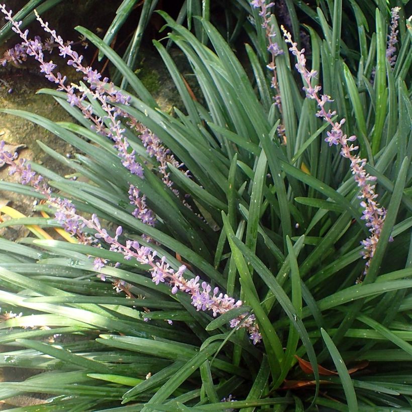 Apinanruoho - Liriope spicata (Kasvutapa)