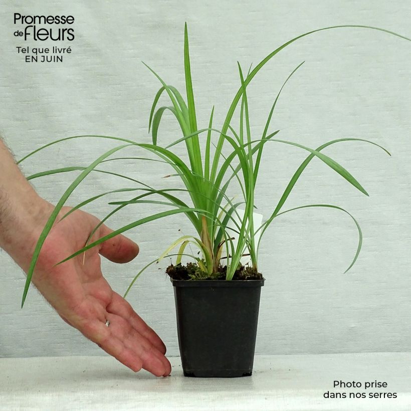 Esimerkki kesällä toimitetusta Apinanruoho - Liriope spicata Taimiruukku 8/9 cm-taimesta