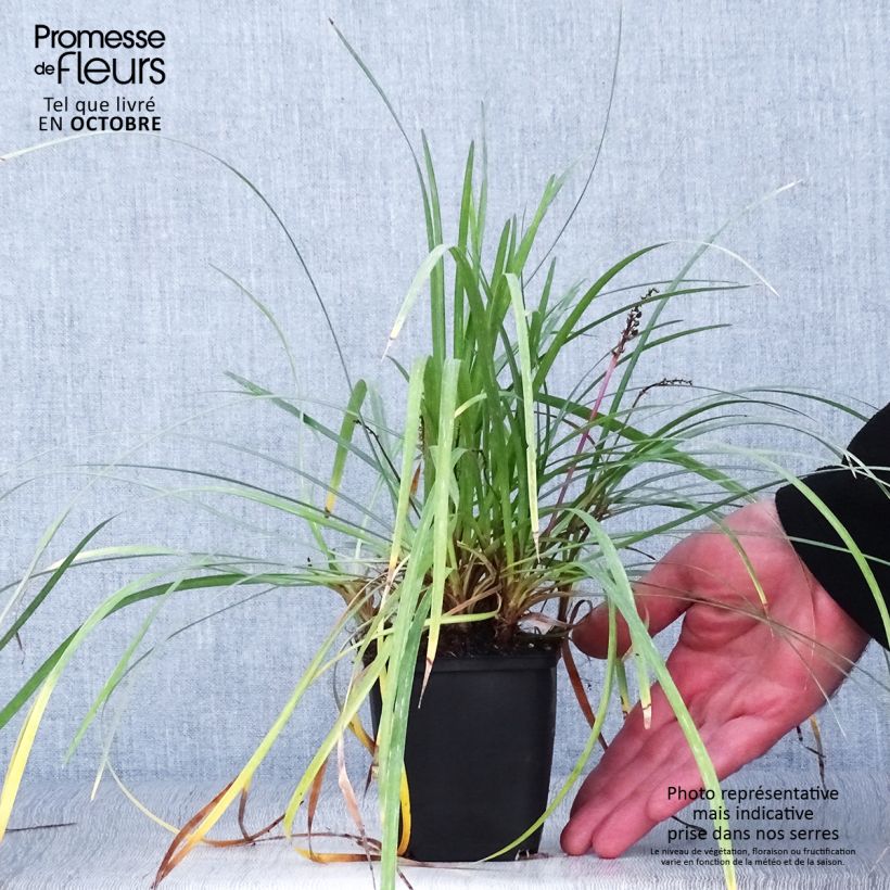 Esimerkki syksyllä toimitetusta Apinanruoho - Liriope spicata 8/9 cm taimiruukku-taimesta