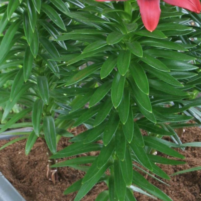 Matala oriental-lilja New red asiatic seedling (Lehvistö)