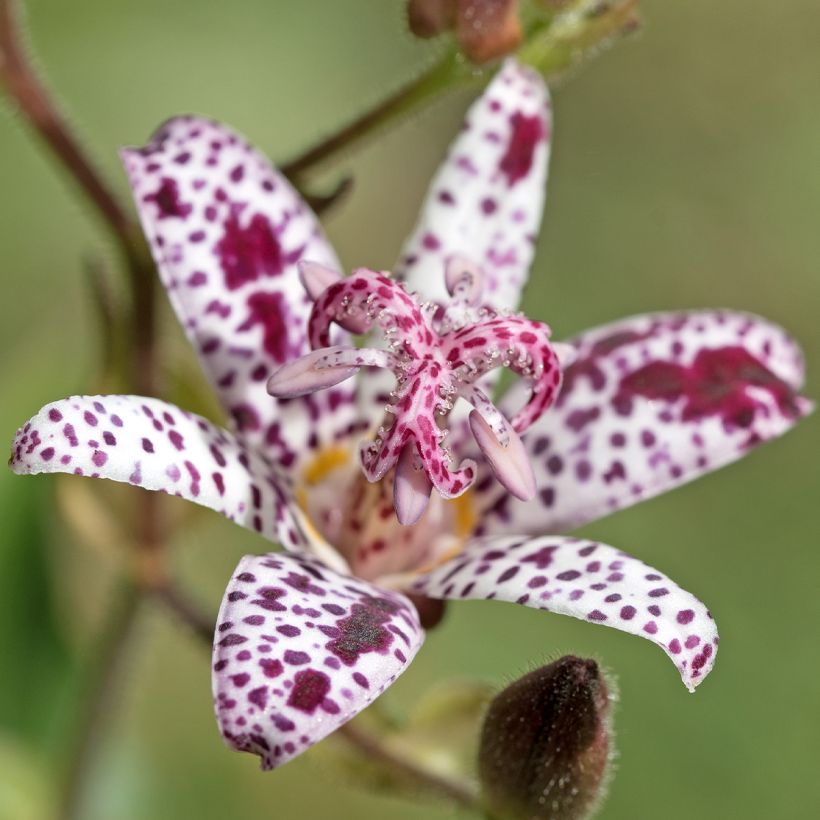 Karvakonnanlilja Albomarginata (Kukinta)
