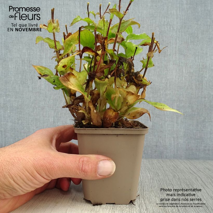 Esimerkki syksyllä toimitetusta Karvakonnanlilja Tricyrtis hirta 8/9 cm taimiruukku-taimesta