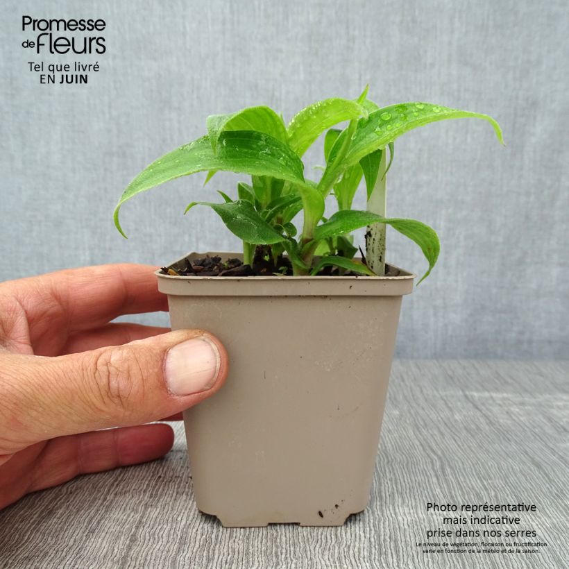 Esimerkki kesällä toimitetusta Karvakonnanlilja Miyazaki Taimiruukku 8/9 cm-taimesta