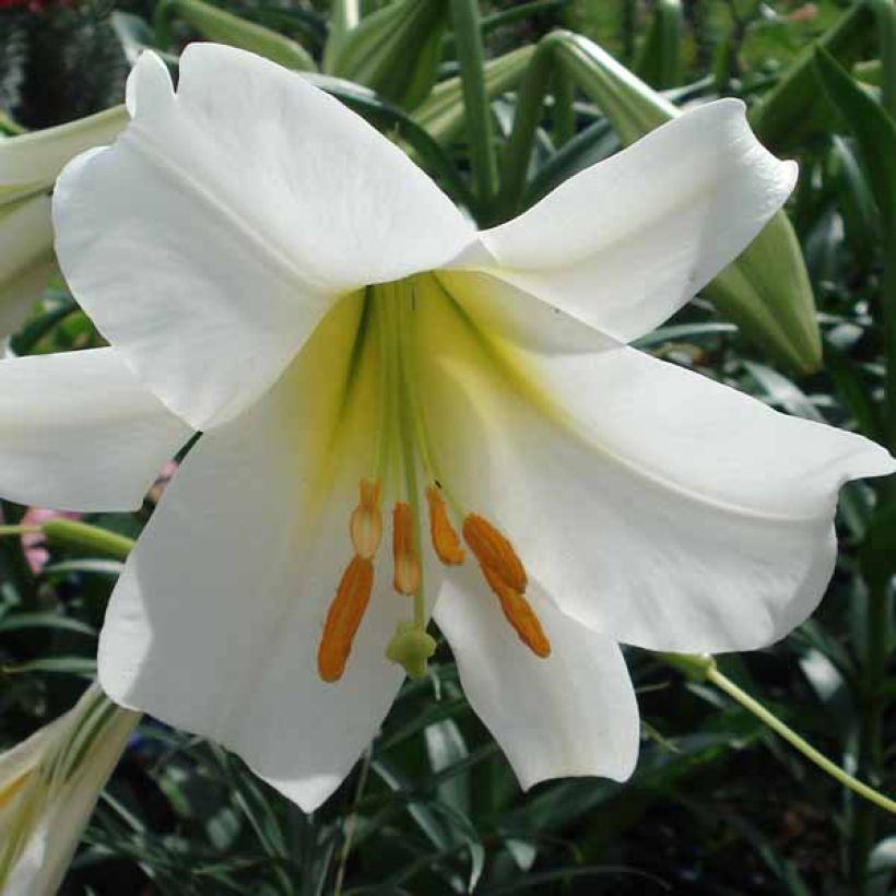 Kuningaslilja Album (Flowering)