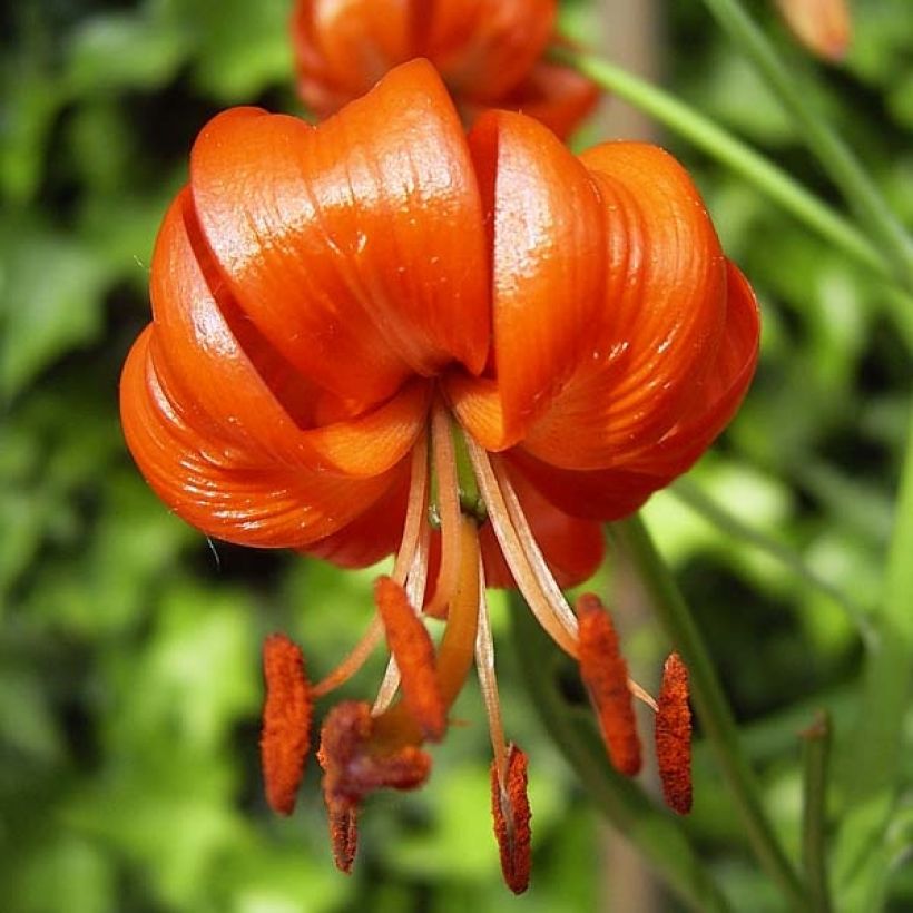 Leichtlininlilja - Lilium pumilum (Kukinta)