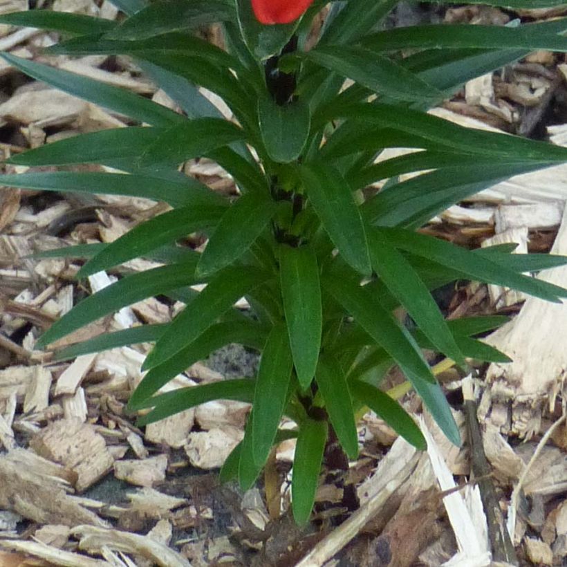 Matala oriental-lilja Crimson Pixie (Lehvistö)