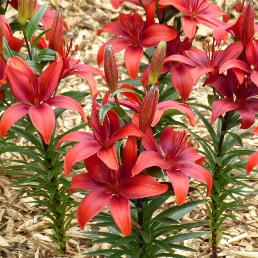 Matala oriental-lilja Crimson Pixie (Kukinta)