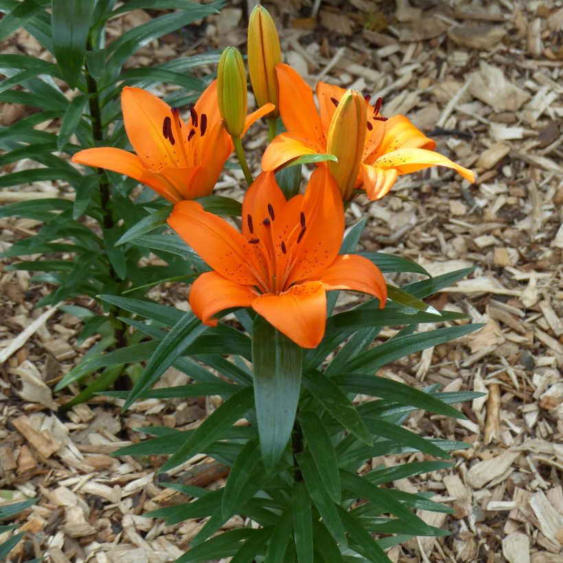 Matala oriental-lilja Orange Pixie (Kasvutapa)