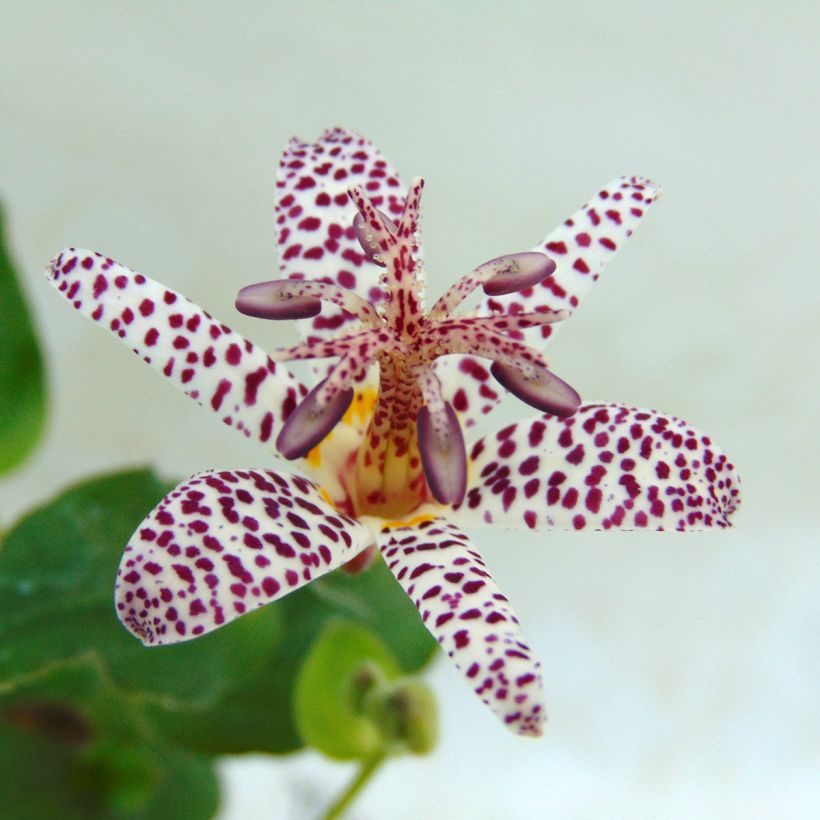 Kannuskonnanlilja - Tricyrtis formosana (Kukinta)