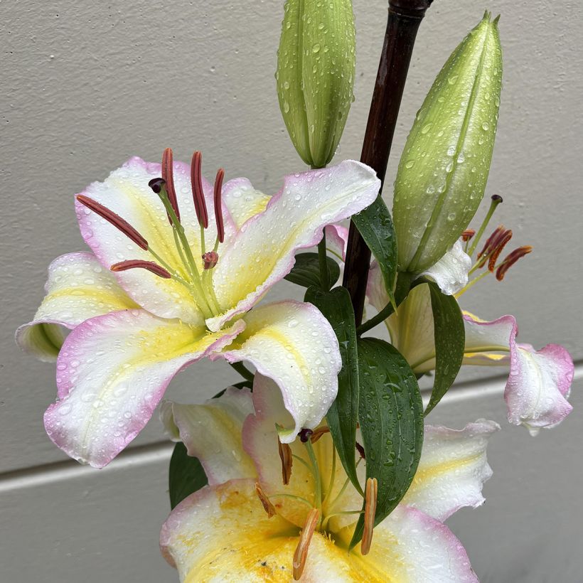 Oriental-lilja Captain Tricolor (Kukinta)