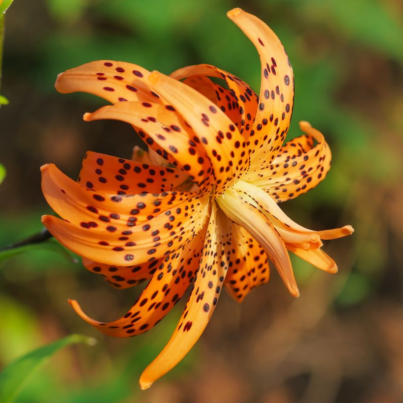 Ruusulilja Flore Pleno (Kukinta)