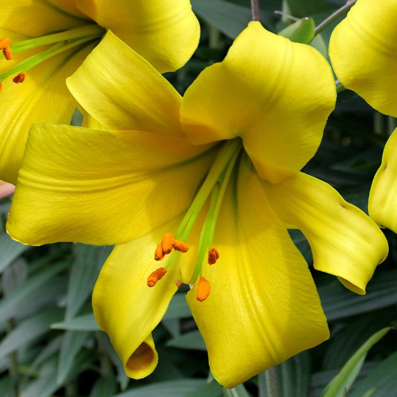 Trumpettililja Golden Splendor (Kukinta)