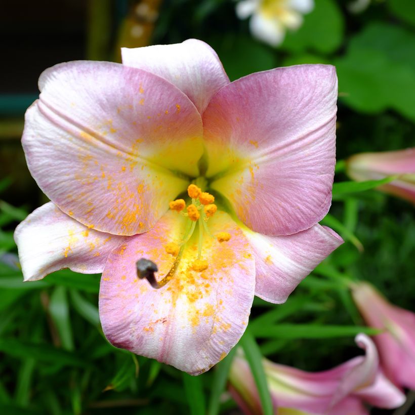 Trumpettililja Pink Perfection (Kukinta)