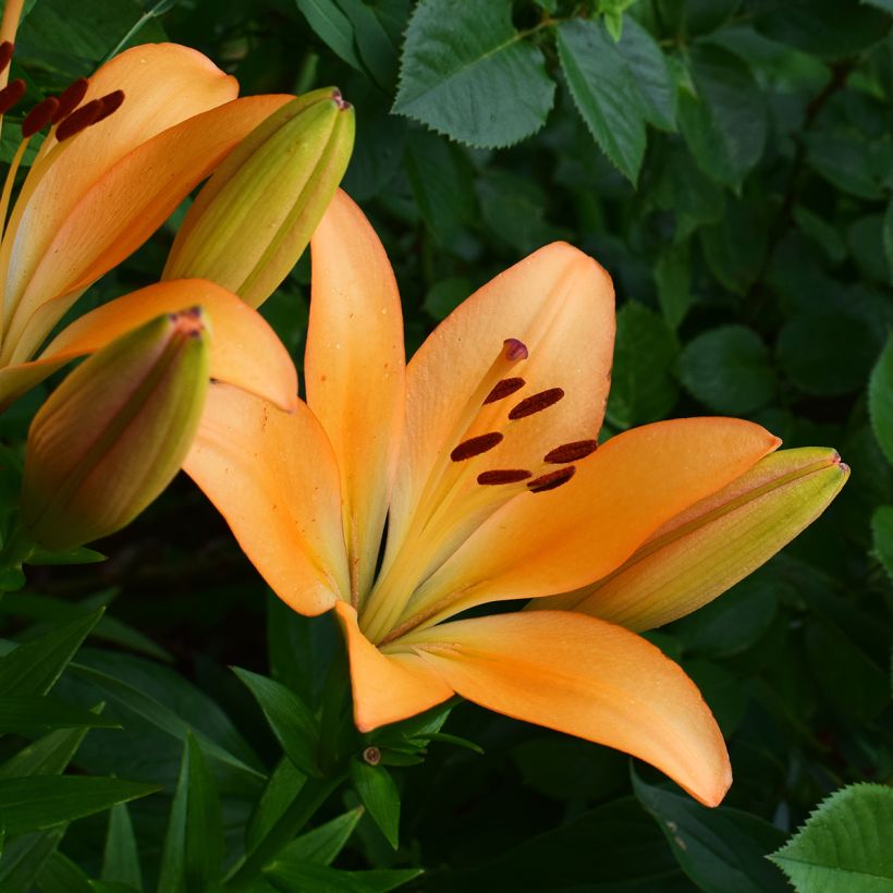 Trumpettililja Menton (Kukinta)