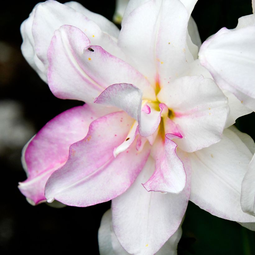 Oriental-lilja Roselily Anouska (Kukinta)