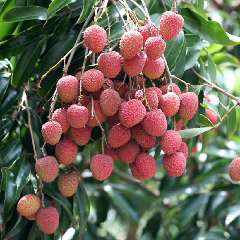 Litsi Kwai May Pink (Sadonkorjuu)