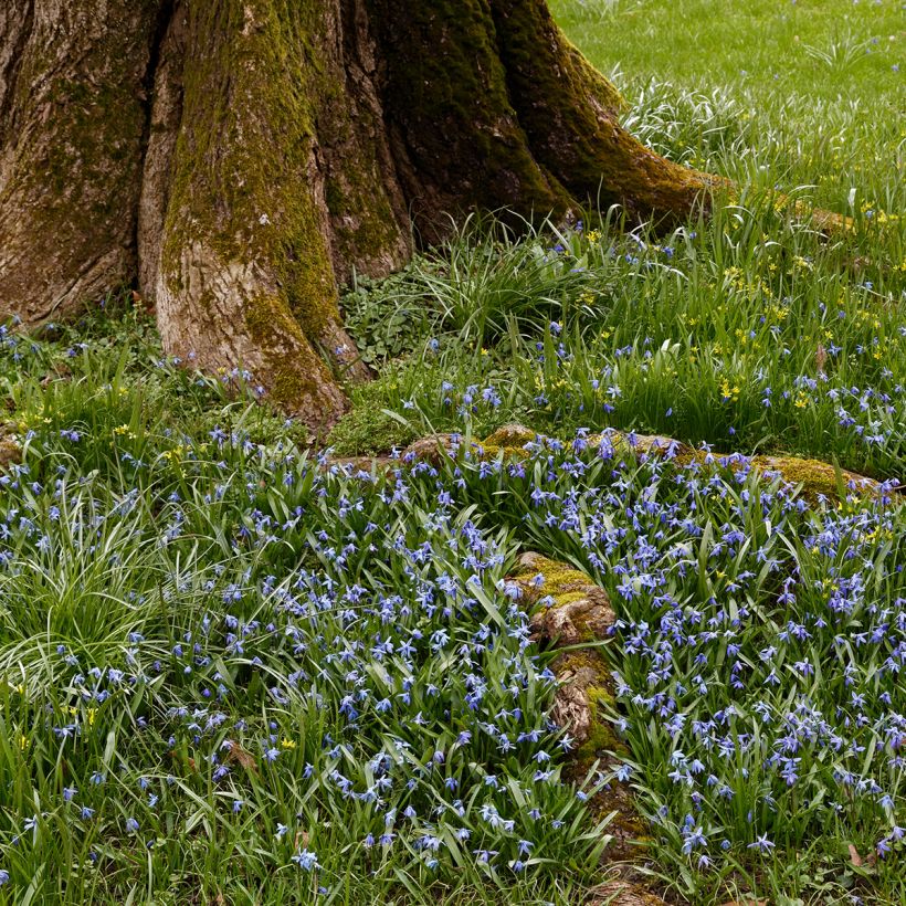 Sinilemmiö Heavenly Blue (Kasvutapa)
