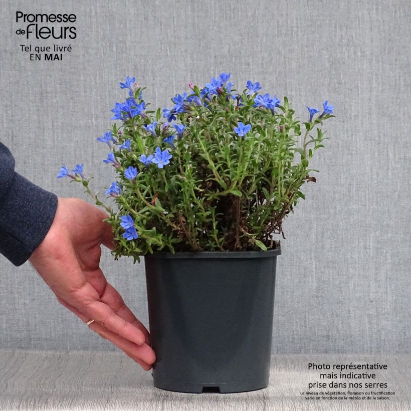 Esimerkki keväällä toimitetusta Sinilemmiö Heavenly Blue Ruukku 2L / 3L-taimesta