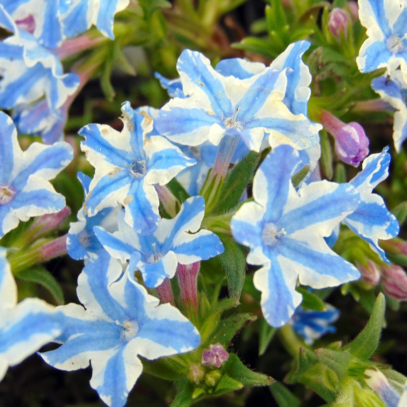 Sinilemmiö Star (Kukinta)