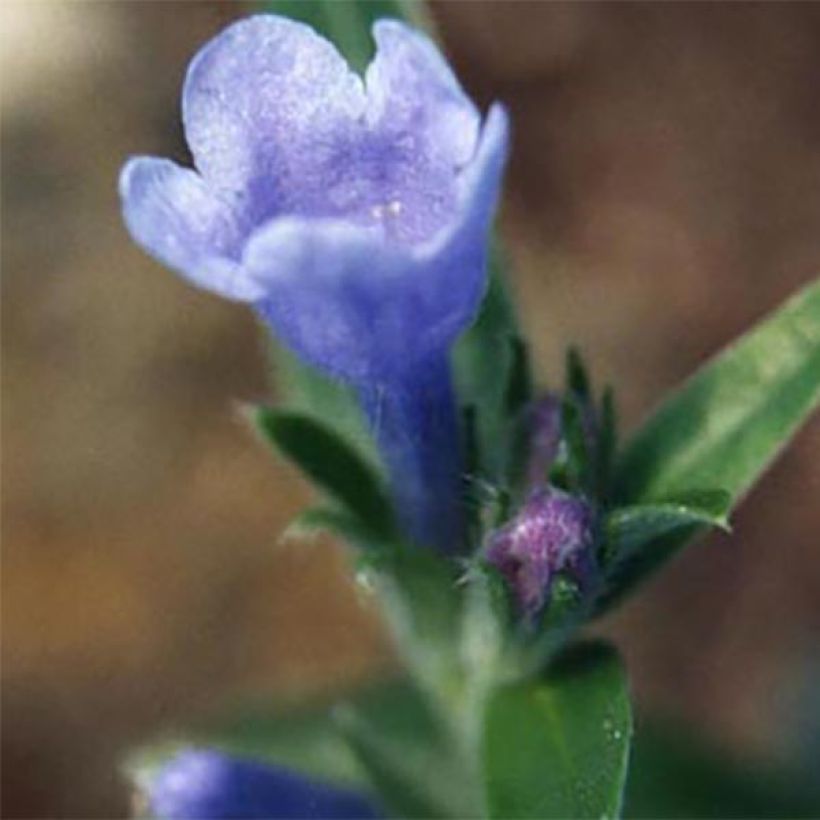 Lithodora oleifolia (Kukinta)