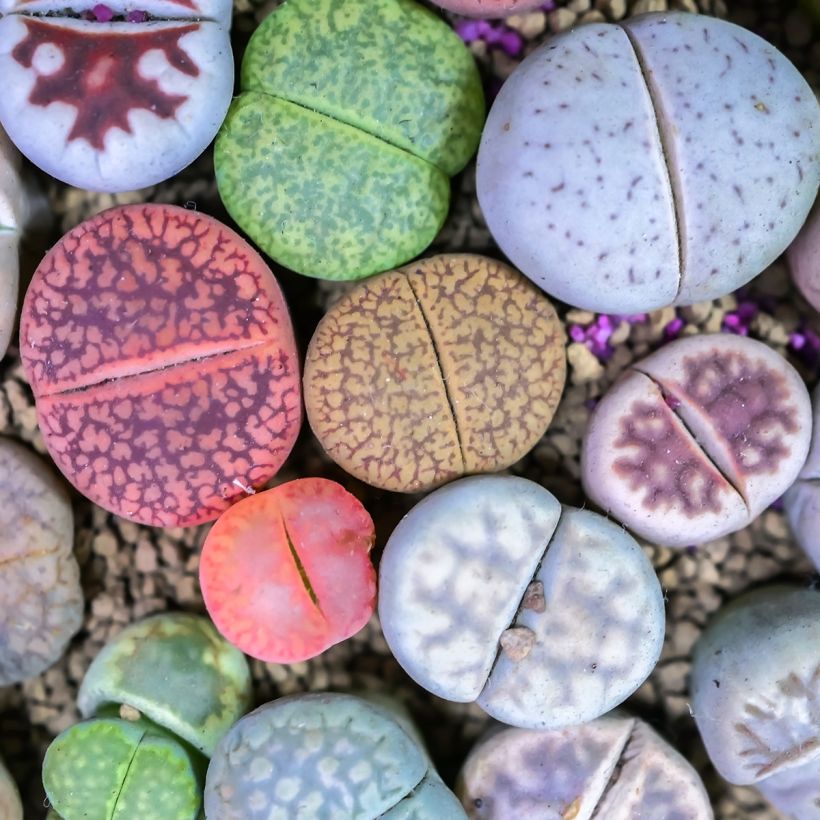 Kivikuka Pebble Plants Mixed (siemenet) (Lehvistö)