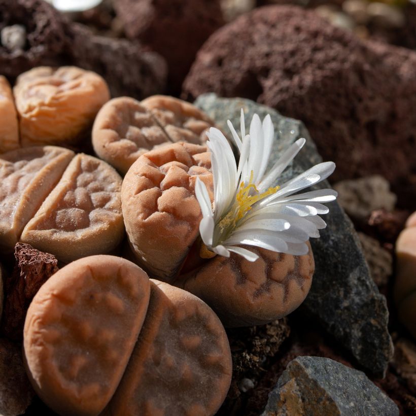 Kivikuka Pebble Plants Mixed (siemenet) (Kukinta)