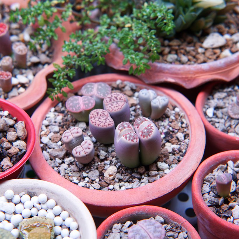 Kivikuka Pebble Plants Mixed (siemenet) (Kasvutapa)