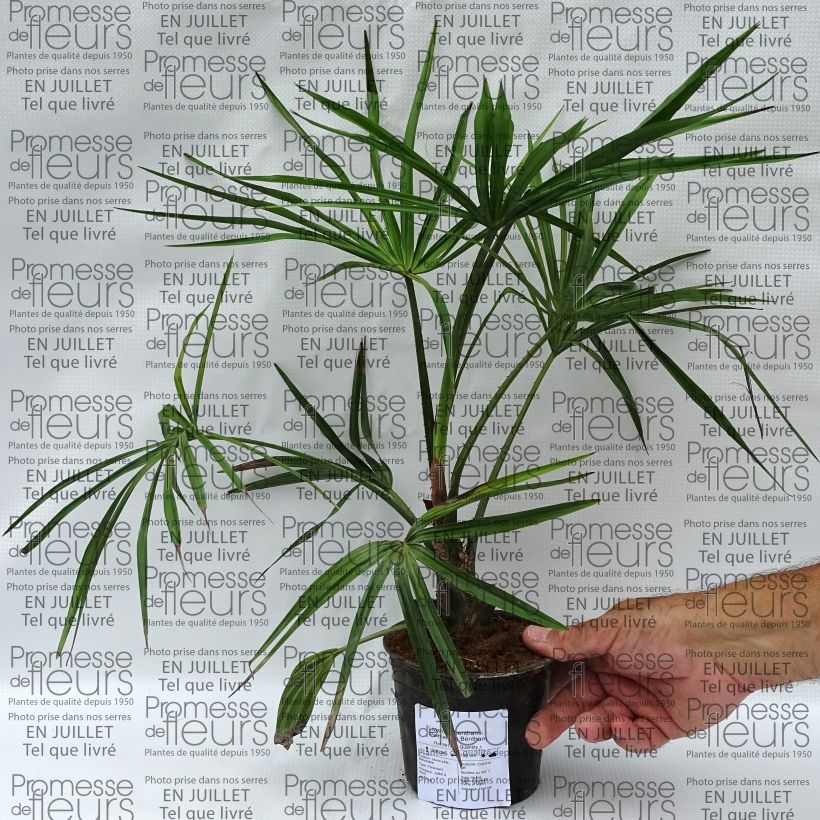 Esimerkki kesällä toimitetusta Livistona benthamii Pot de 12 cm / 13 cm-taimesta