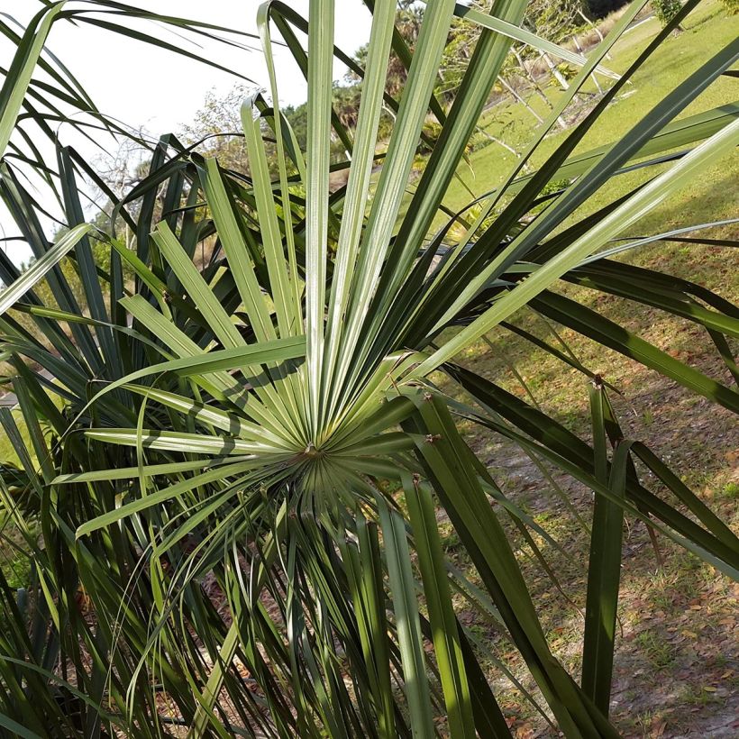 Livistona benthamii (Lehvistö)