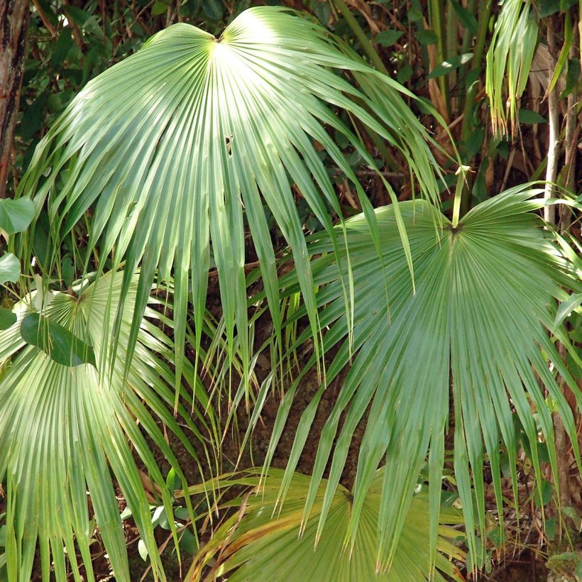 Kiinansädepalmu - Livistona chinensis (Lehvistö)