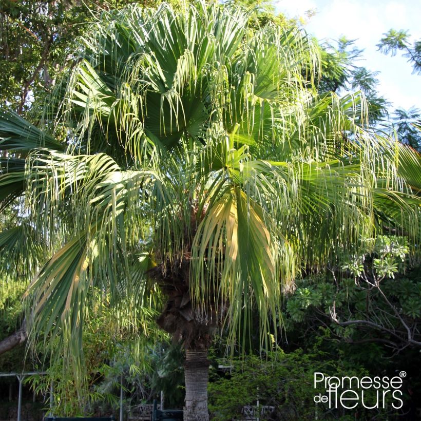 Kiinansädepalmu - Livistona chinensis (Kasvutapa)