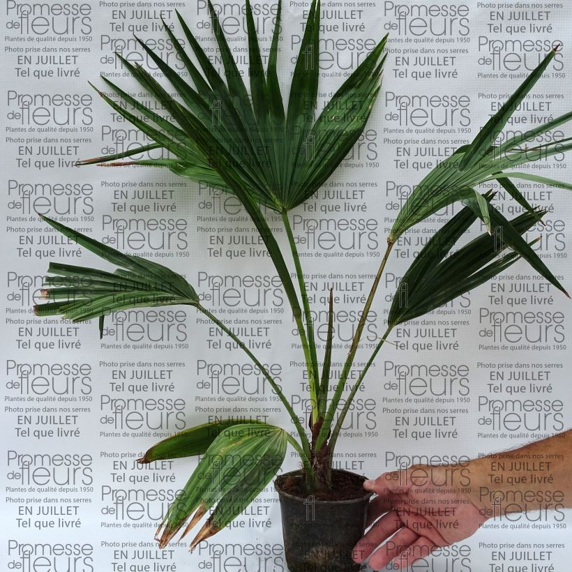 Esimerkki kesällä toimitetusta Kiinansädepalmu - Livistona chinensis Pot de 7,5L/10L-taimesta