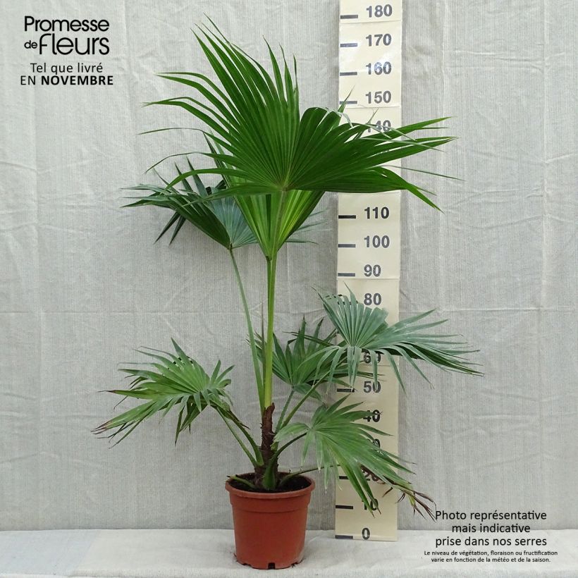 Esimerkki syksyllä toimitetusta Kiinansädepalmu - Livistona chinensis 7,5 litran / 10 litran ruukku-taimesta