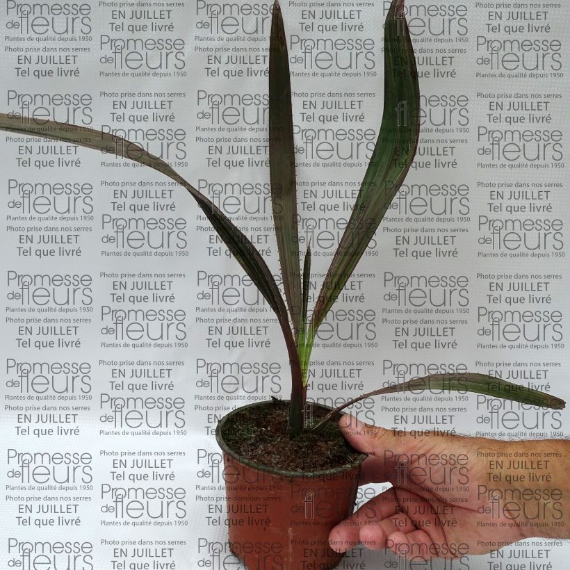 Esimerkki kesällä toimitetusta Livistona mariae Pot de 12 cm / 13 cm-taimesta