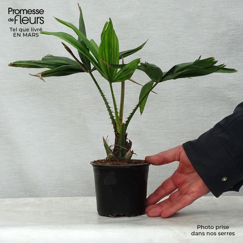 Esimerkki keväällä toimitetusta Livistona saribus Pot de 12 cm / 13 cm-taimesta