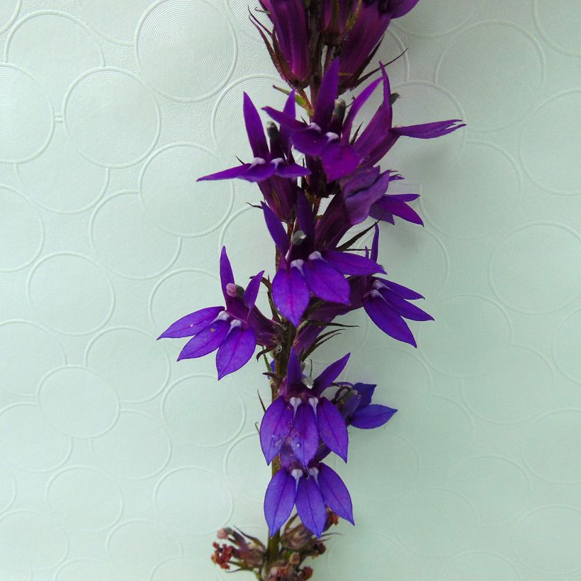 Lobelia X gerardii Vedrariensis (Kukinta)