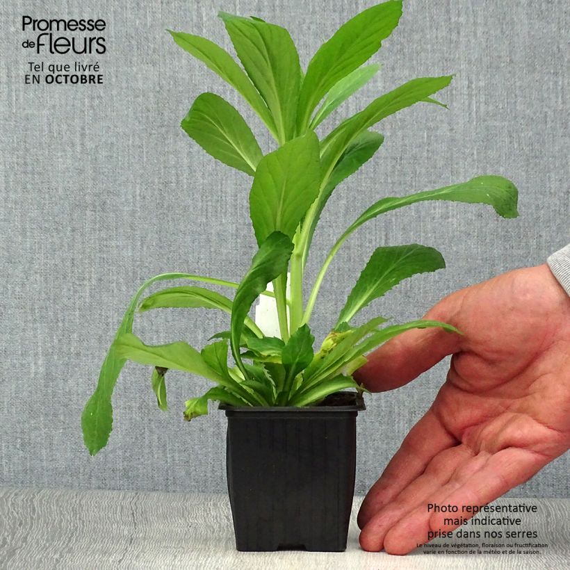 Esimerkki syksyllä toimitetusta Lobelia X gerardii Vedrariensis 8/9 cm taimiruukku-taimesta