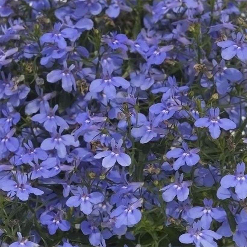 Sinilobelia Hot Water Blue (Kukinta)