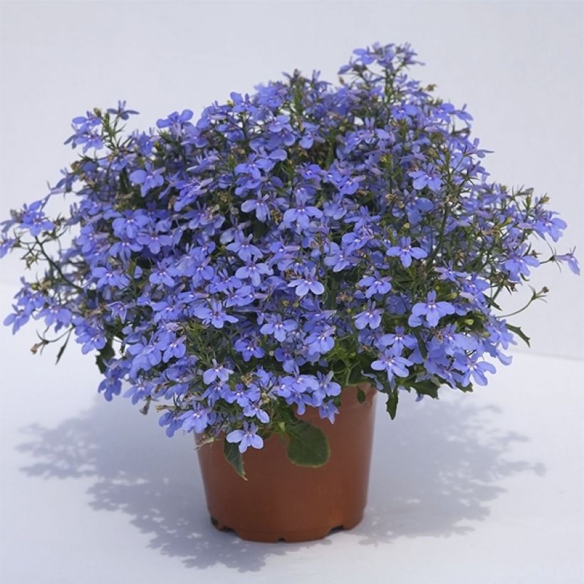 Sinilobelia Hot Water Blue (Kasvutapa)
