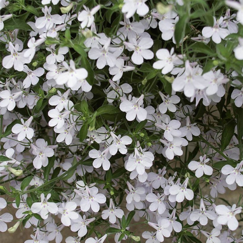 Sinilobelia Anabel Snow White (Kukinta)