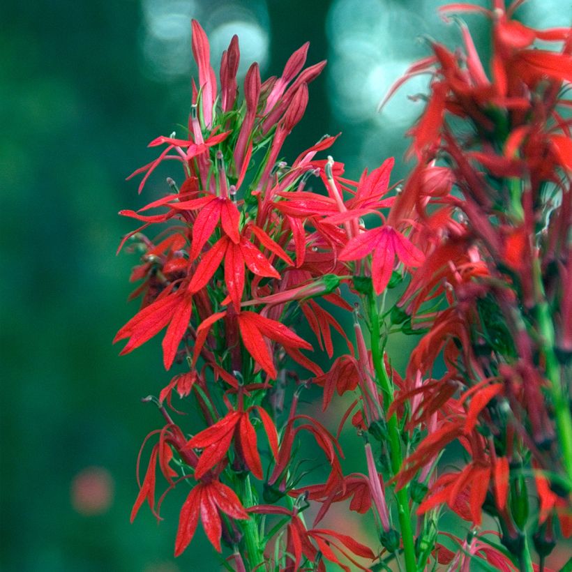 Punalobelia - Lobelia cardinalis (Kukinta)
