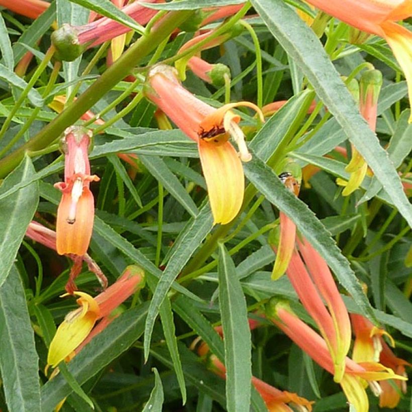 Lobelia laxiflora (Kukinta)