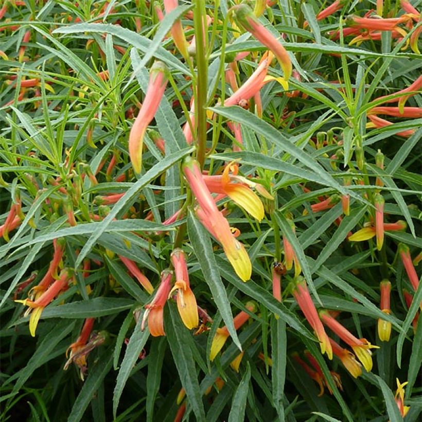Lobelia laxiflora (Kasvutapa)