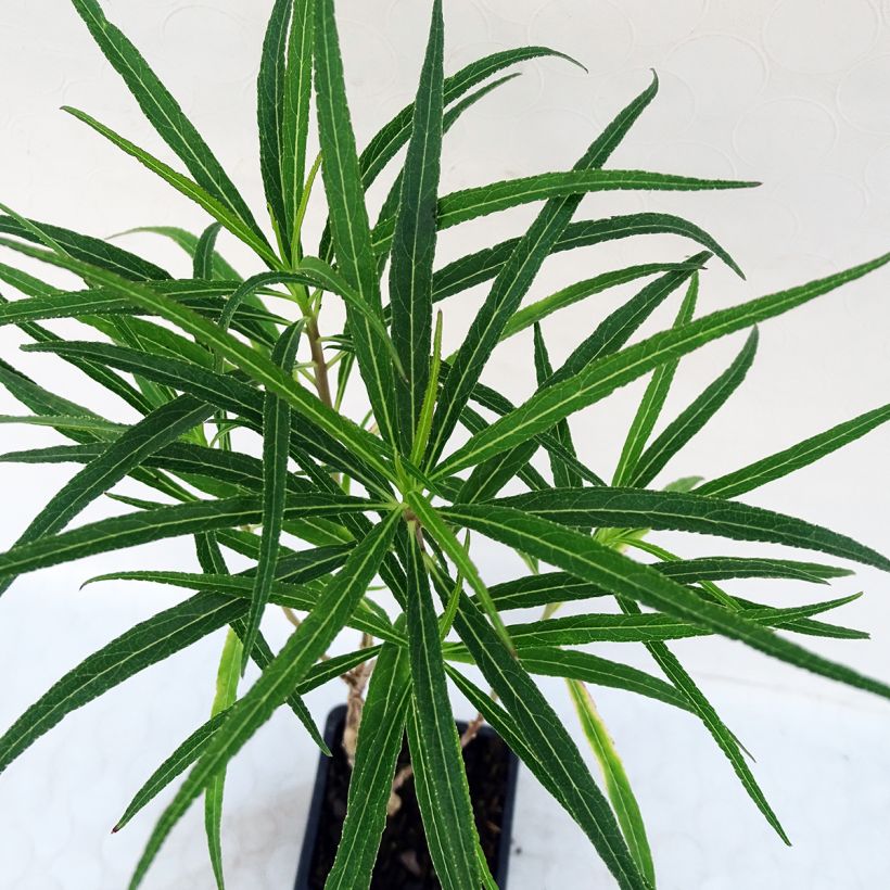 Lobelia laxiflora (Lehvistö)