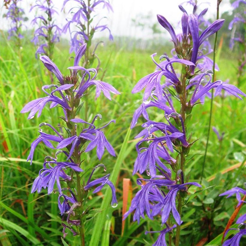 Mustelobelia - Lobelia sessilifolia (Kukinta)