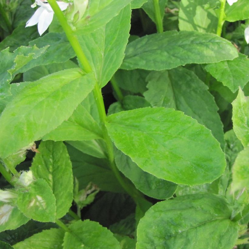 Tähkälobelia Alba (Lehvistö)