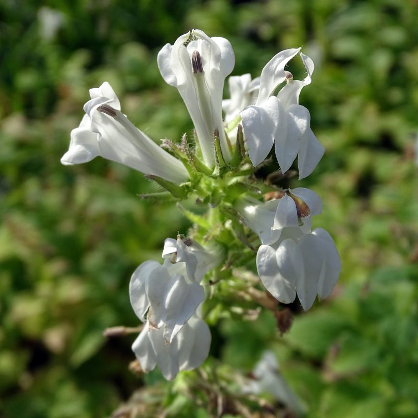Tähkälobelia Alba (Kukinta)