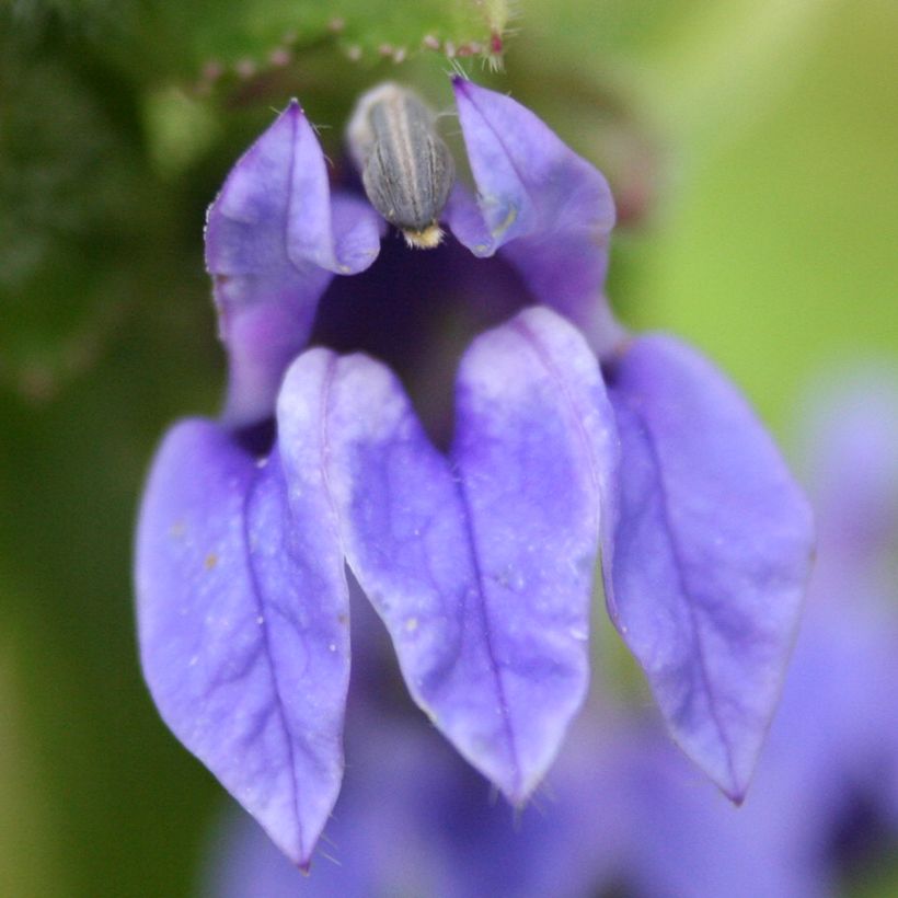 Tähkälobelia - Lobelia siphilitica (Kukinta)