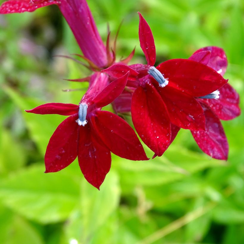 Tarhalobelia Fan burgundy (Kukinta)