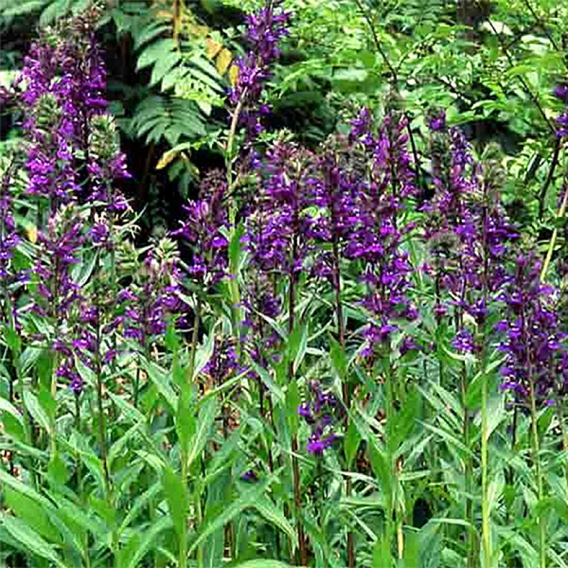 Tarhalobelia Kompliment Blau (Kukinta)